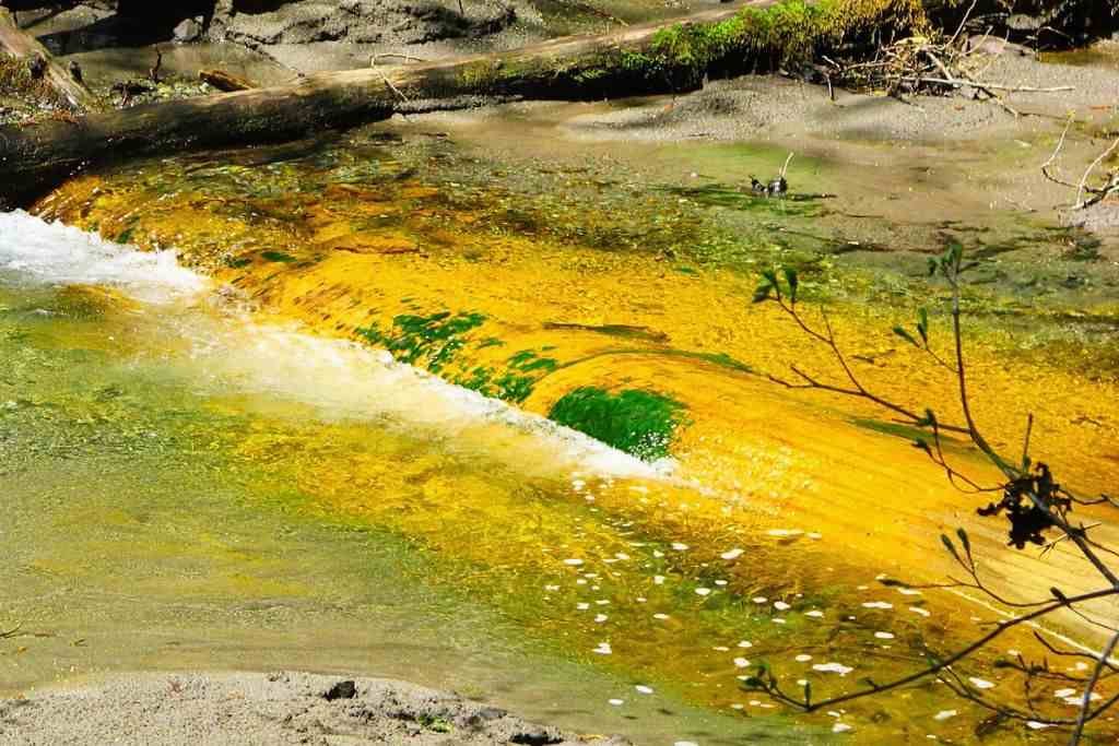 Ohanapecosh River