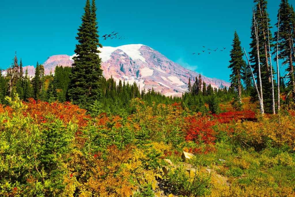 Mount Rainier