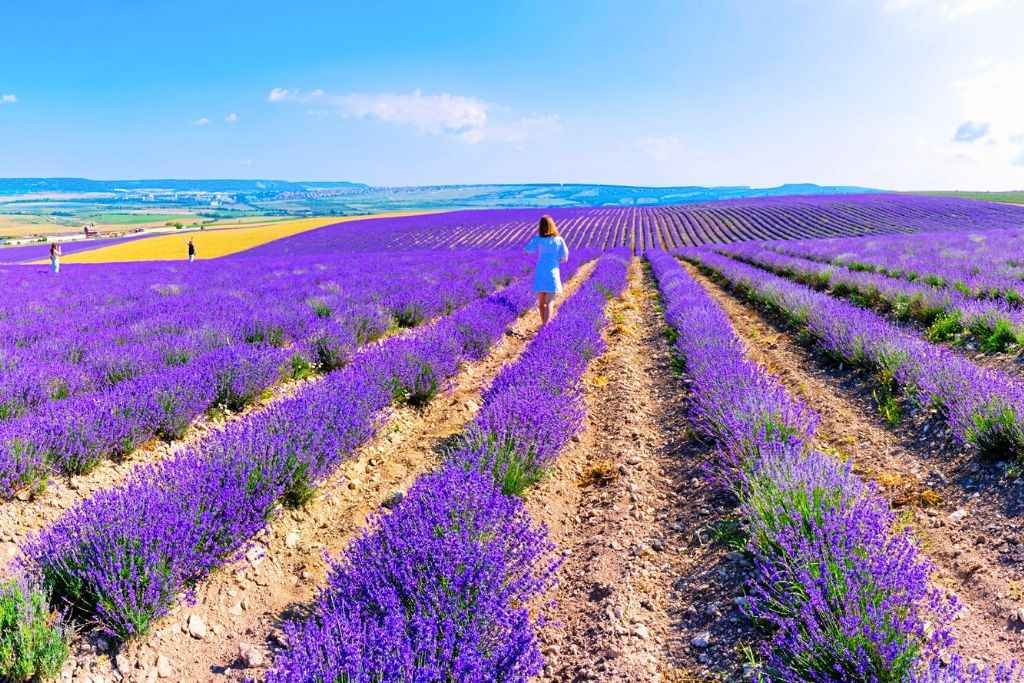 Pelindaba Lavender Farm